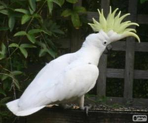yapboz Sulphur-crested Cockatoo
